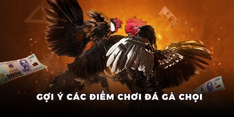 Gợi ý các điểm chơi đá gà chọi