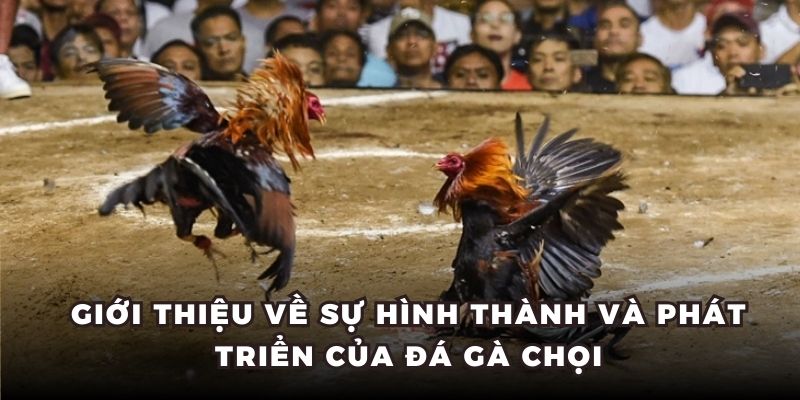 Giới thiệu về sự hình thành và phát triển của đá gà chọi
