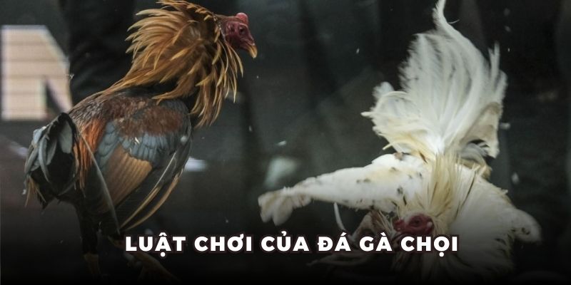 Luật chơi của đá gà chọi