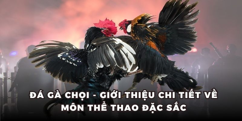 Đá Gà Chọi - Giới Thiệu Chi Tiết Về Môn Thể Thao Đặc Sắc